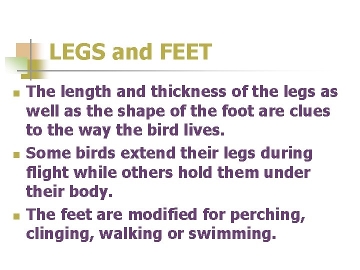 LEGS and FEET n n n The length and thickness of the legs as