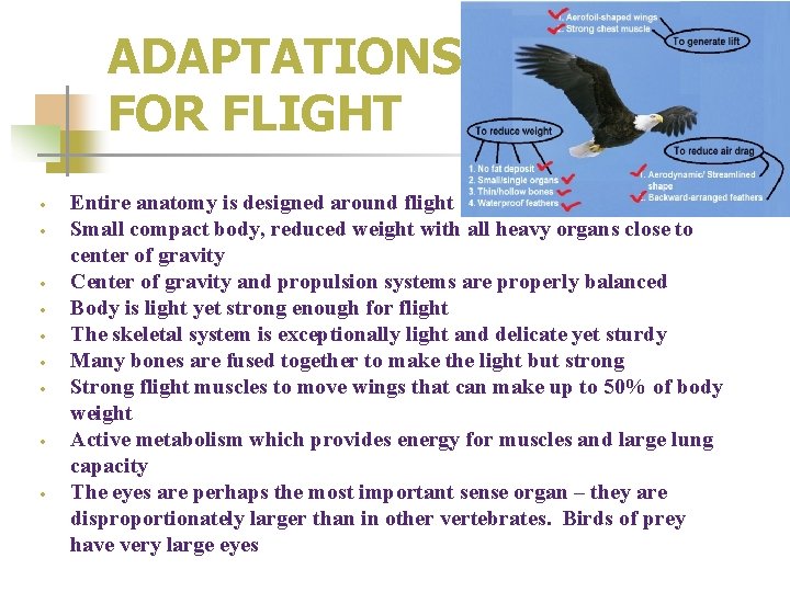 ADAPTATIONS FOR FLIGHT Entire anatomy is designed around flight Small compact body, reduced weight