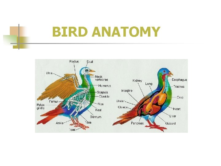 BIRD ANATOMY 