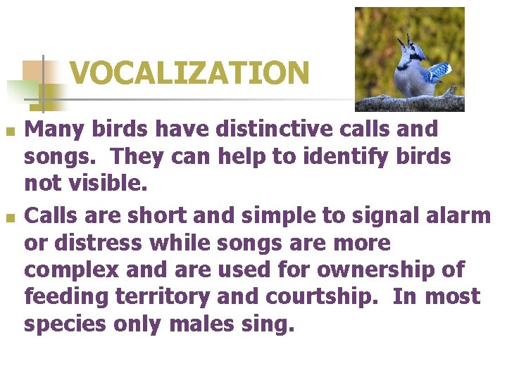 VOCALIZATION n n Many birds have distinctive calls and songs. They can help to