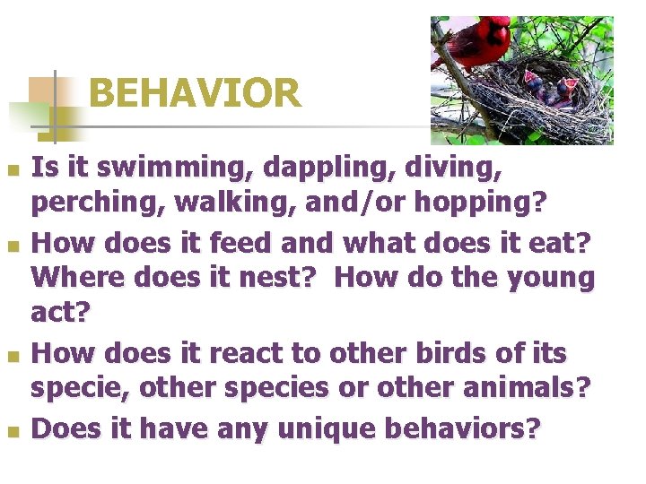 BEHAVIOR n n Is it swimming, dappling, diving, perching, walking, and/or hopping? How does