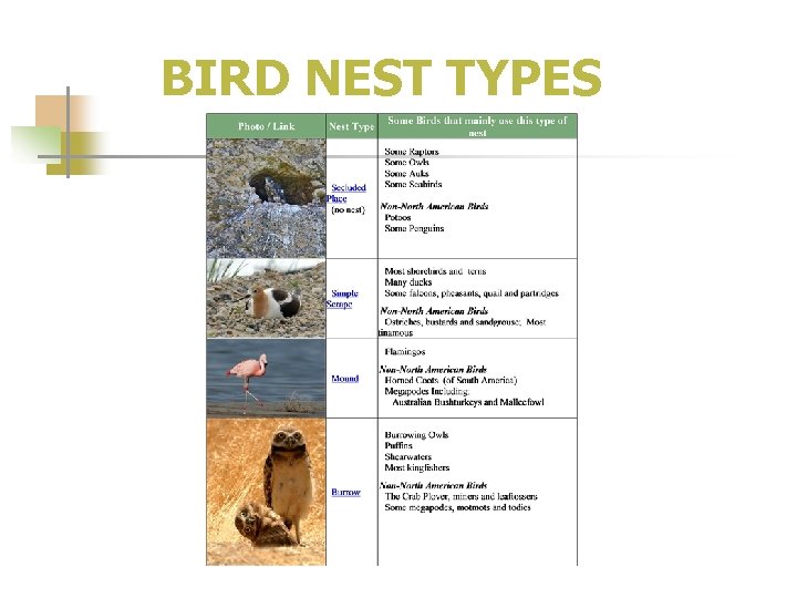 BIRD NEST TYPES 