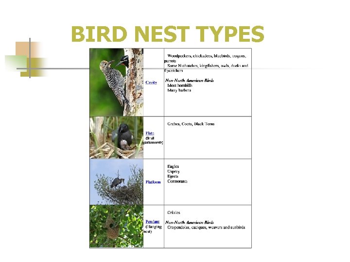 BIRD NEST TYPES 