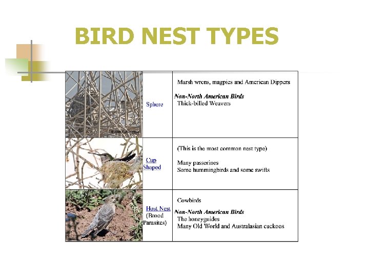 BIRD NEST TYPES 