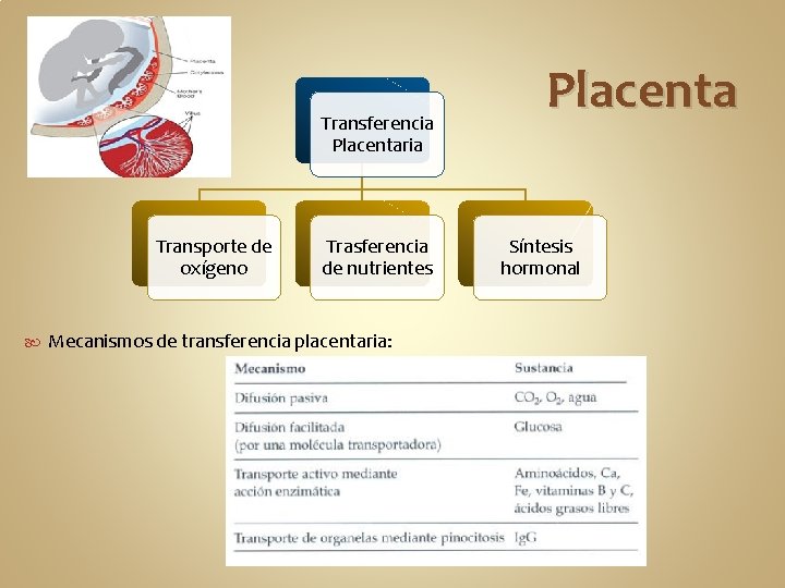 Transferencia Placentaria Transporte de oxígeno Trasferencia de nutrientes Mecanismos de transferencia placentaria: Placenta Síntesis