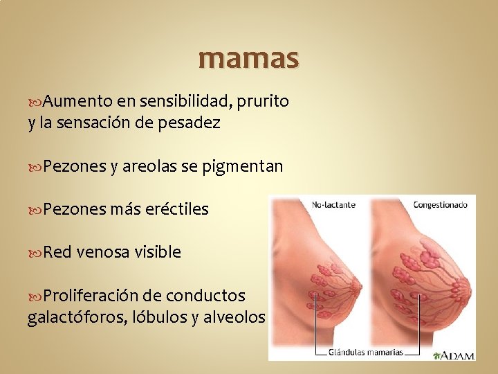 mamas Aumento en sensibilidad, prurito y la sensación de pesadez Pezones y areolas se