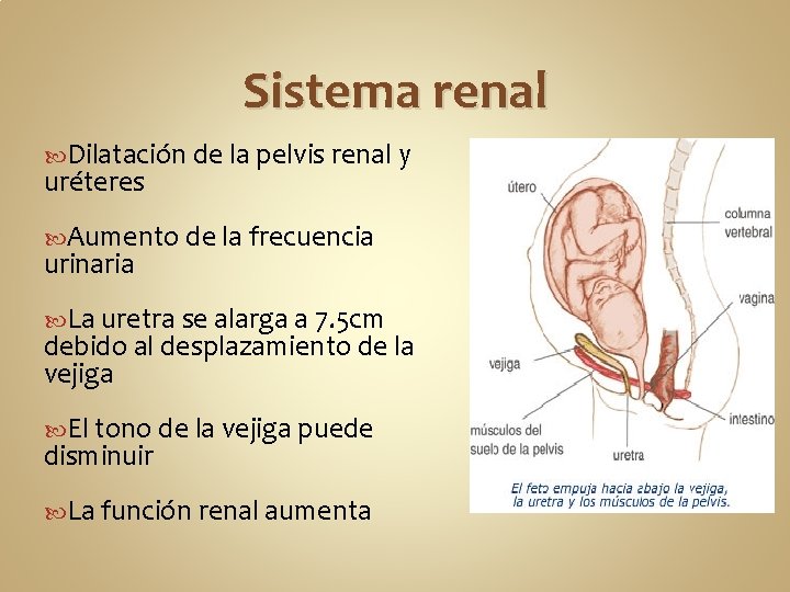 Sistema renal Dilatación de la pelvis renal y uréteres Aumento de la frecuencia urinaria
