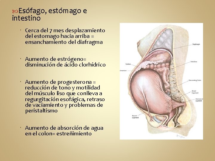  Esófago, estómago e intestino Cerca del 7 mes desplazamiento del estomago hacia arriba