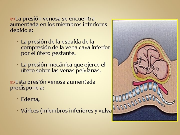  La presión venosa se encuentra aumentada en los miembros inferiores debido a: La