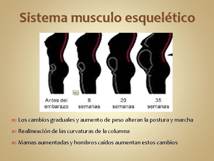 Sistema musculo esquelético Los cambios graduales y aumento de peso alteran la postura y
