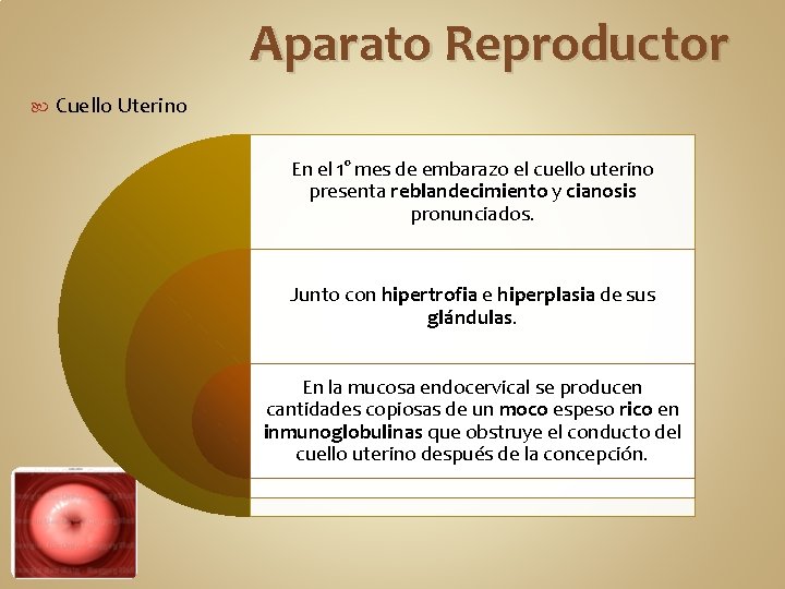 Aparato Reproductor Cuello Uterino En el 1° mes de embarazo el cuello uterino presenta