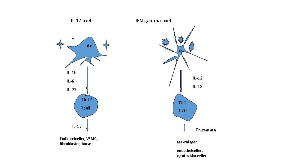 IL-17 axel dc IFN-gamma-axel dc IL-1 b IL-12 IL-6 IL-18 IL-23 Th 17 Tcell