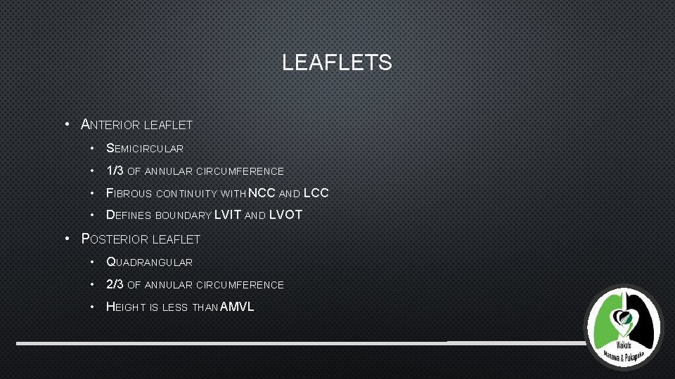 LEAFLETS • ANTERIOR LEAFLET • SEMICIRCULAR • 1/3 OF ANNULAR CIRCUMFERENCE • FIBROUS CONTINUITY