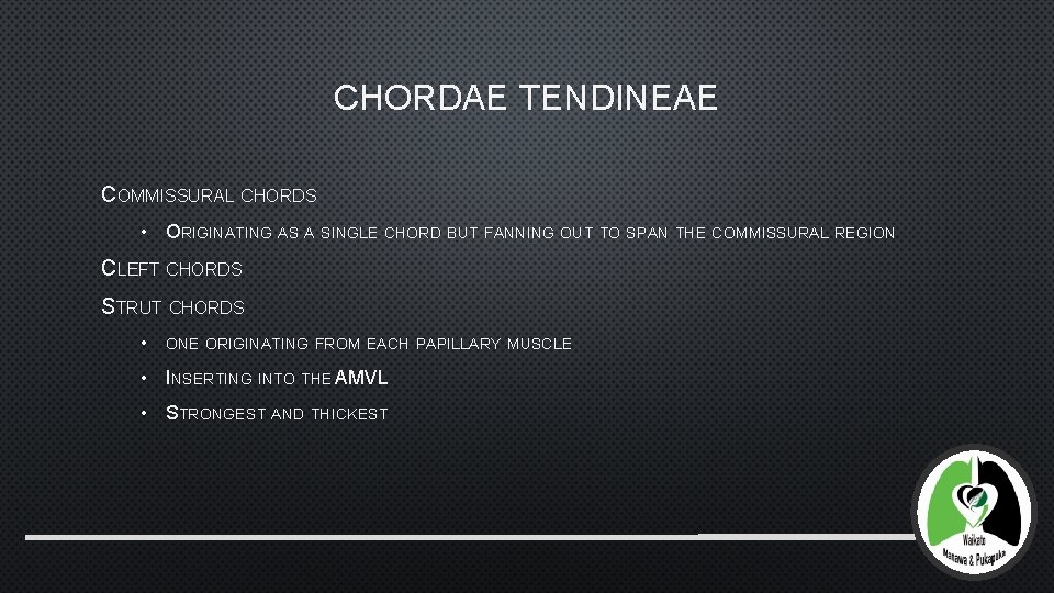 CHORDAE TENDINEAE COMMISSURAL CHORDS • ORIGINATING AS A SINGLE CHORD BUT FANNING OUT TO