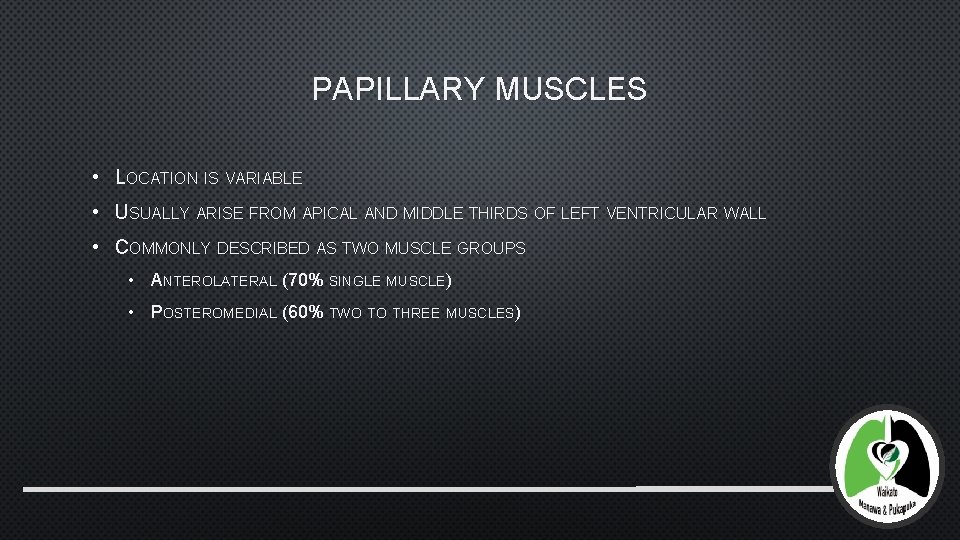 PAPILLARY MUSCLES • LOCATION IS VARIABLE • USUALLY ARISE FROM APICAL AND MIDDLE THIRDS