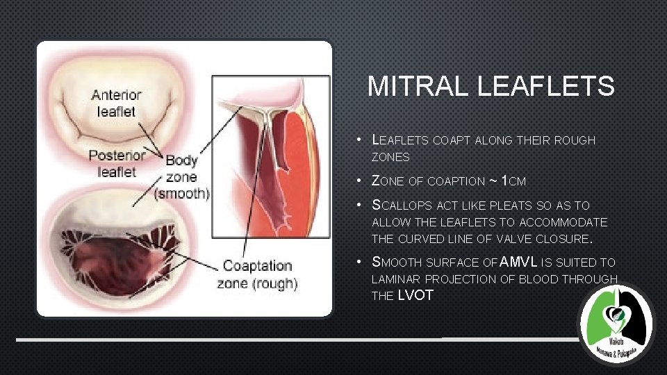 MITRAL LEAFLETS • LEAFLETS COAPT ALONG THEIR ROUGH ZONES • ZONE OF COAPTION ~