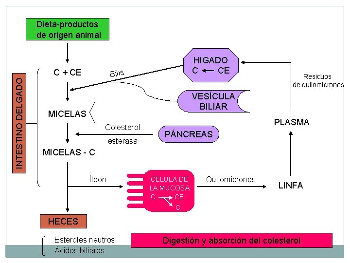 Dieta-productos de origen animal INTESTINO DELGADO C + CE HIGADO C CE Bilis Residuos