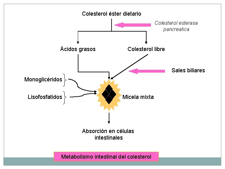 Colesterol éster dietario Colesterol esterasa pancreatica Ácidos grasos Colesterol libre Sales biliares Monoglicéridos Lisofosfatidos