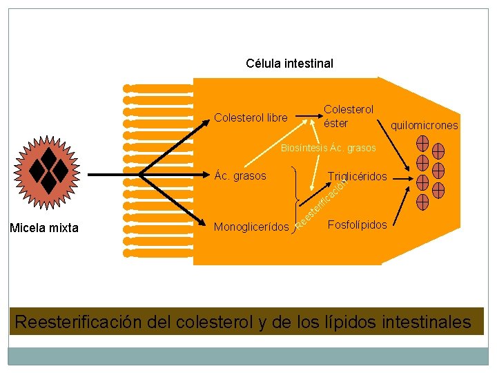 Célula intestinal Colesterol éster Colesterol libre quilomicrones Biosíntesis Ác. grasos Triglicéridos ón ci a