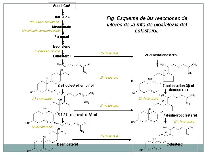 Acetil-Co. A HMG-Co. A reductasa Mevalonato descarboxilasa Fig. Esquema de las reacciones de interés