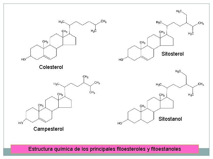 Sitosterol Colesterol Sitostanol Campesterol Estructura química de los principales fitoesteroles y fitoestanoles 