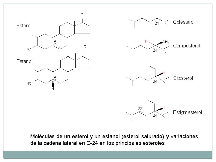 24 Esterol 5 R 24 Colesterol Campesterol Estanol 5 24 22 24 Sitosterol Estigmasterol