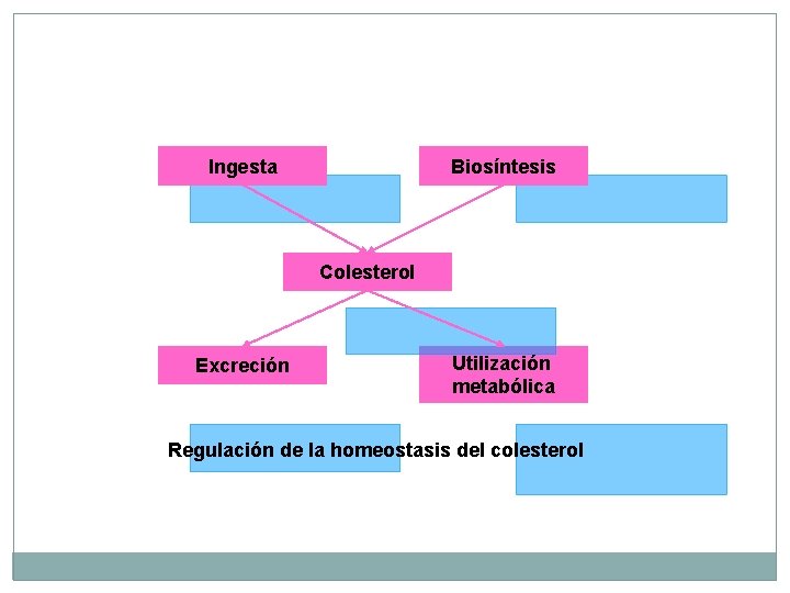 Ingesta Biosíntesis Colesterol Excreción Utilización metabólica Regulación de la homeostasis del colesterol 