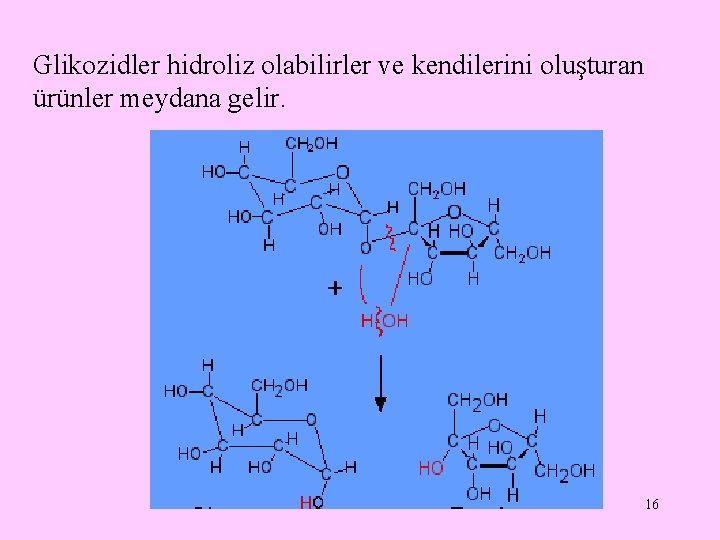 Glikozidler hidroliz olabilirler ve kendilerini oluşturan ürünler meydana gelir. 16 