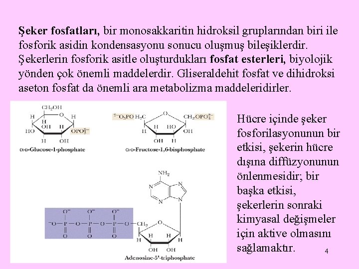 Şeker fosfatları, bir monosakkaritin hidroksil gruplarından biri ile fosforik asidin kondensasyonu sonucu oluşmuş bileşiklerdir.