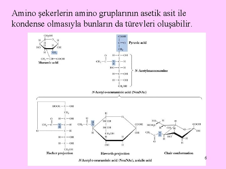 Amino şekerlerin amino gruplarının asetik asit ile kondense olmasıyla bunların da türevleri oluşabilir. 6