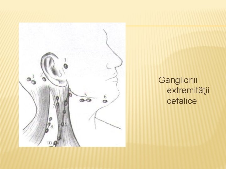 Ganglionii extremităţii cefalice 