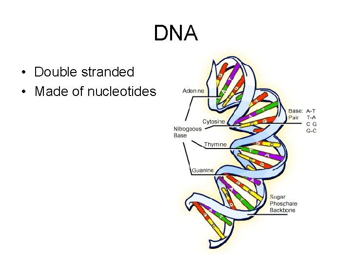 DNA • Double stranded • Made of nucleotides DNA • Double stranded • Made of nucleotides