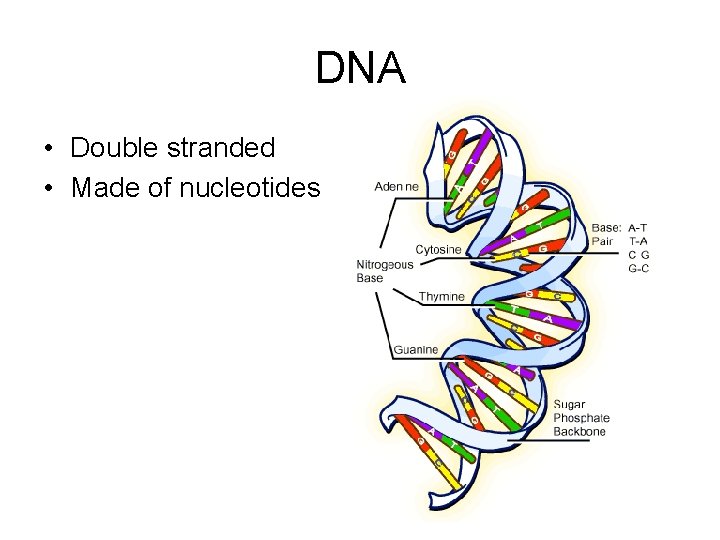 DNA • Double stranded • Made of nucleotides 