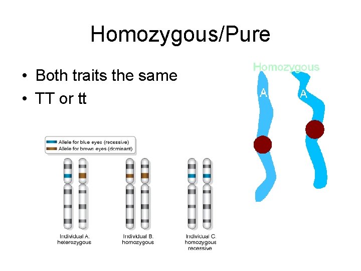 Homozygous/Pure • Both traits the same • TT or tt Homozygous/Pure • Both traits the same • TT or tt