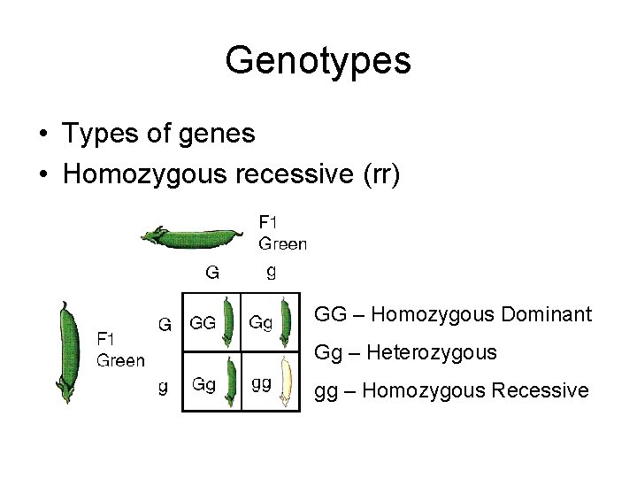 Genotypes • Types of genes • Homozygous recessive (rr) GG – Homozygous Dominant Gg