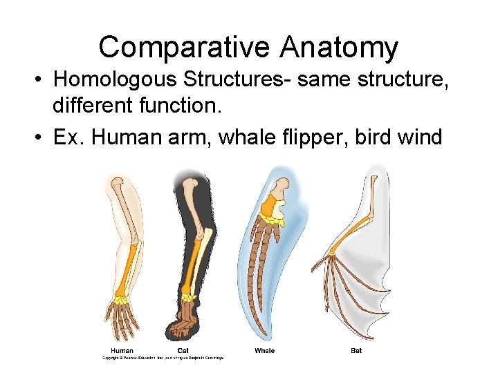 Comparative Anatomy • Homologous Structures- same structure, different function. • Ex. Human arm, whale