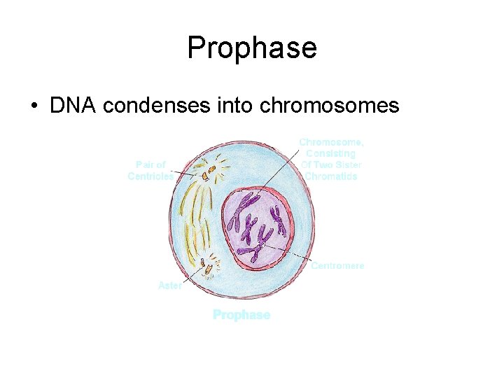 Prophase • DNA condenses into chromosomes Prophase • DNA condenses into chromosomes