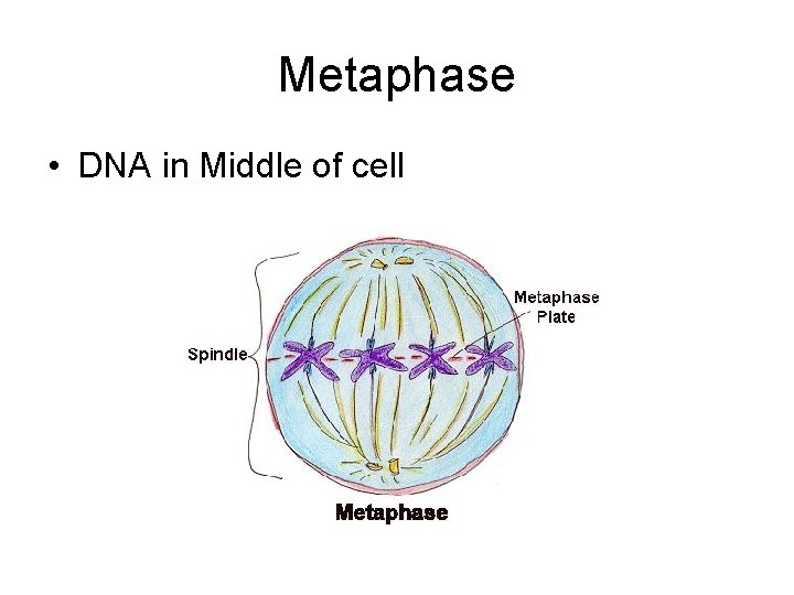Metaphase • DNA in Middle of cell Metaphase • DNA in Middle of cell