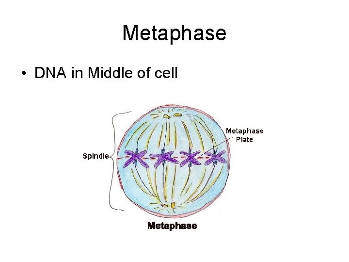 Metaphase • DNA in Middle of cell 