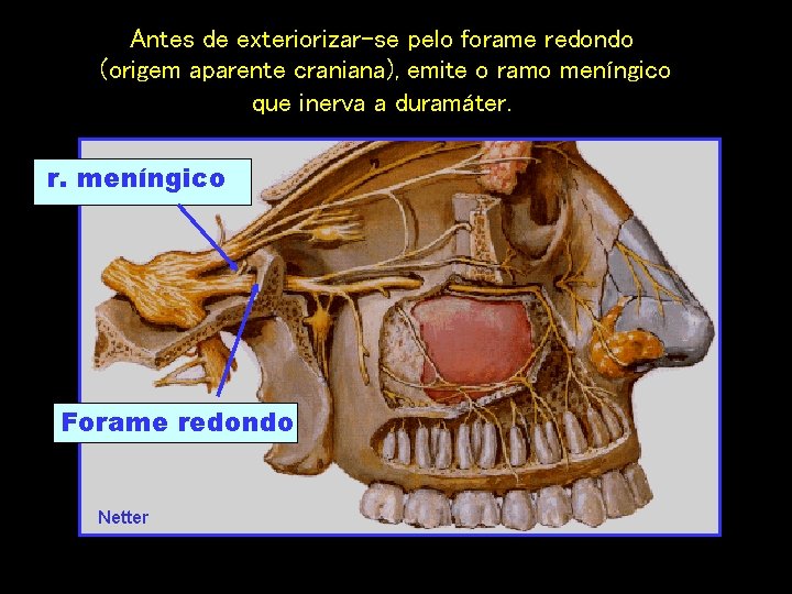 Antes de exteriorizar-se pelo forame redondo (origem aparente craniana), emite o ramo meníngico que