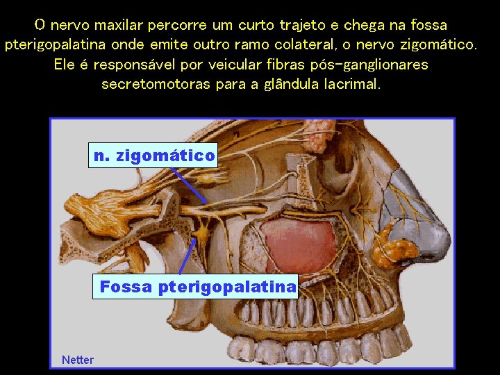 O nervo maxilar percorre um curto trajeto e chega na fossa pterigopalatina onde emite