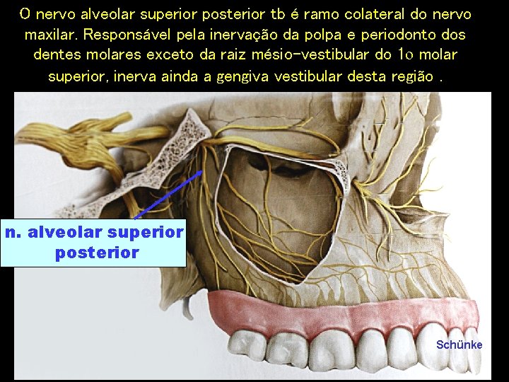 O nervo alveolar superior posterior tb é ramo colateral do nervo maxilar. Responsável pela
