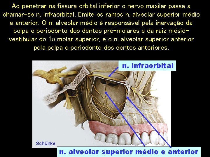 Ao penetrar na fissura orbital inferior o nervo maxilar passa a chamar-se n. infraorbital.