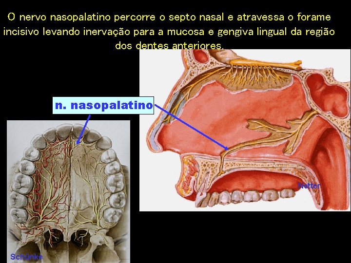 O nervo nasopalatino percorre o septo nasal e atravessa o forame incisivo levando inervação