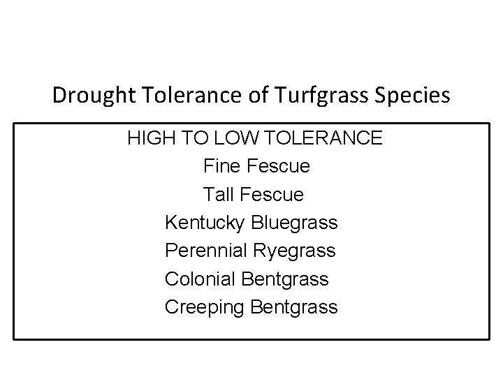 Drought Tolerance of Turfgrass Species HIGH TO LOW TOLERANCE Fine Fescue Tall Fescue Kentucky