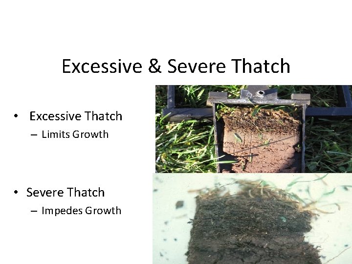 Excessive & Severe Thatch • Excessive Thatch – Limits Growth • Severe Thatch –