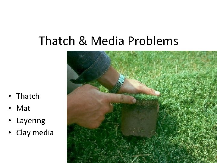 Thatch & Media Problems • • Thatch Mat Layering Clay media 