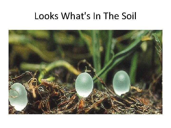 Looks What's In The Soil 