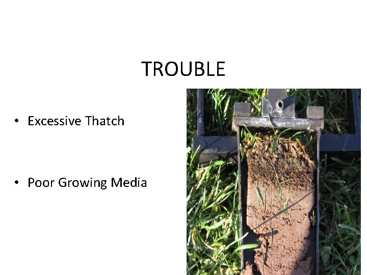 TROUBLE • Excessive Thatch • Poor Growing Media 