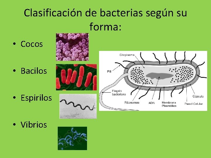 Clasificación de bacterias según su forma: • Cocos • Bacilos • Espirilos • Vibrios